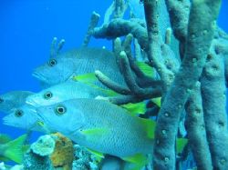 Taken in 25 feet of water in Bonaire. by Eric Beckley 